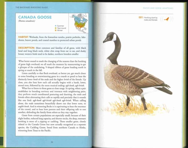 Backyard Birdsong Guide - Image 5